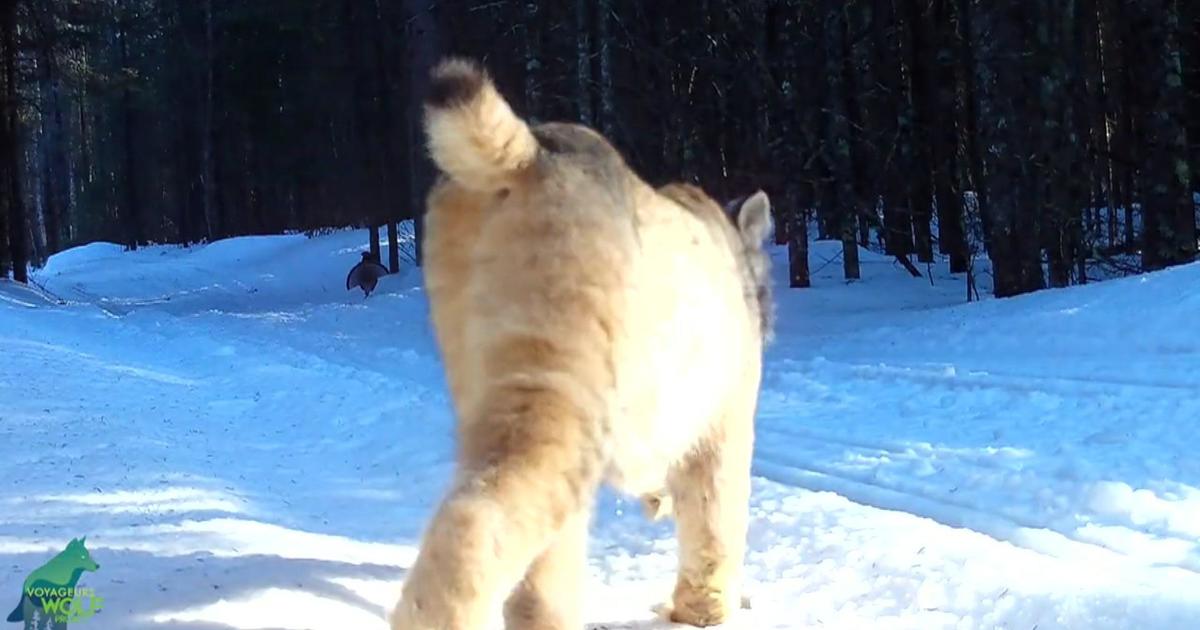 New Video provides unusual glance of lynx on the hunt in northern Minnesota
